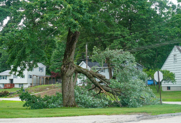 Reliable Ogden, UT Tree Removal Solutions